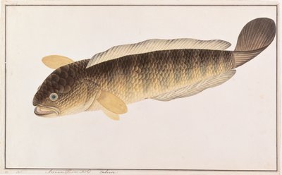 Gemeiner Schlangenkopf, aus Zeichnungen von Fischen von Malakka, ca. 1805-18 von Chinese School